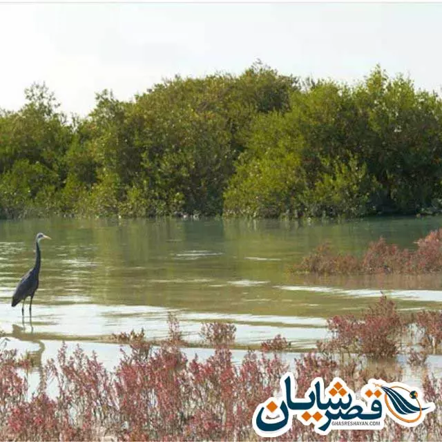 جنگل-های-حرا-قصر-شایان-3112
