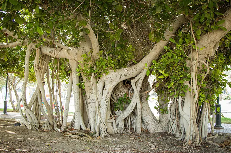 درخت-سبز-min-9292